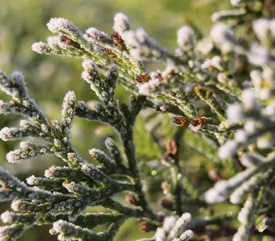 Nature plants iglak 4k macro wallpaper