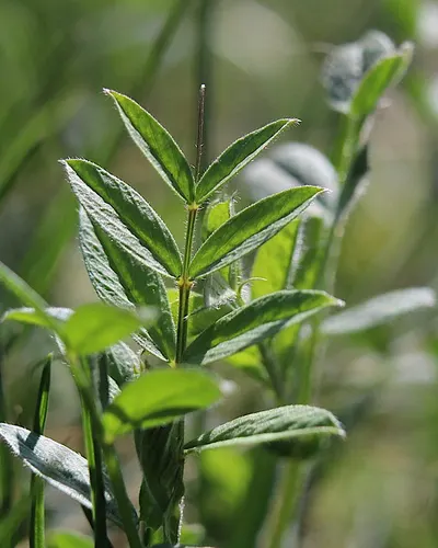 Nature plants macro photography 4k macro wallpaper