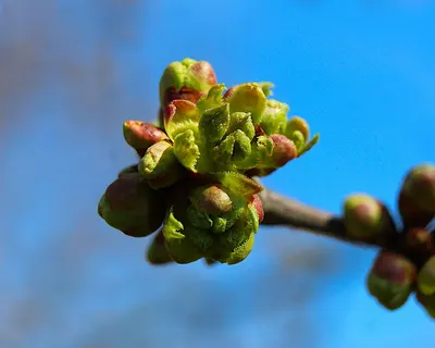 Nature plants macro photography 4k macro wallpaper
