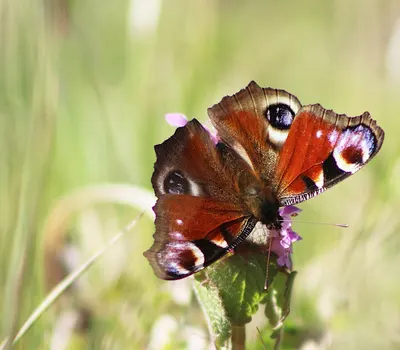 Nature plants meadow 4k macro wallpaper