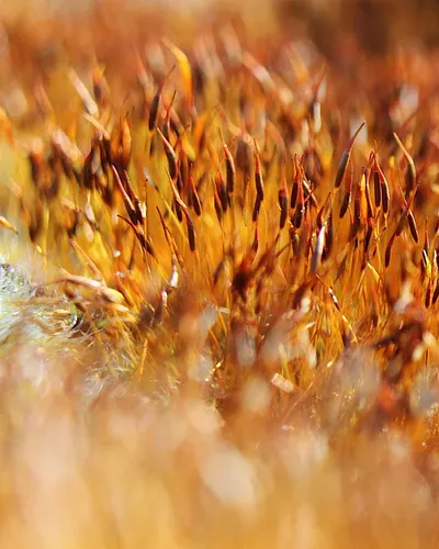 Nature plants minor 4k macro wallpaper