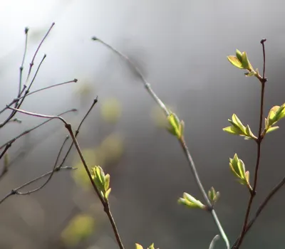 Nature plants minor 4k macro wallpaper