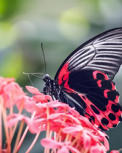 Scarlet mormon butterfly insect flower wallpaper 4k macro wallpaper