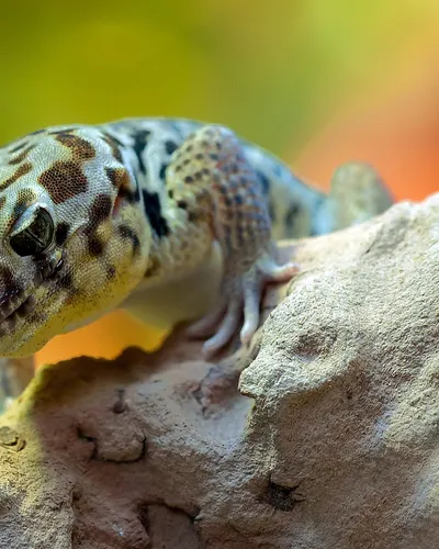 Wonder gecko gecko animal 4k macro wallpaper