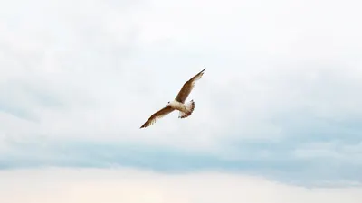 Flying free background seagull 4k minimal wallpaper
