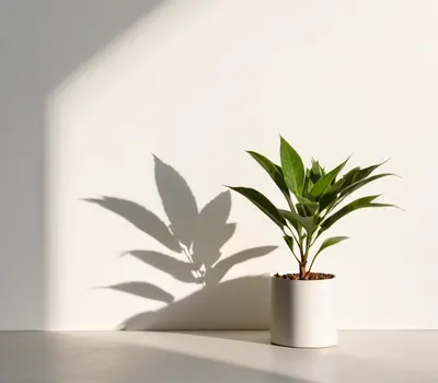 Minimal Plant Shadow hd minimal wallpaper