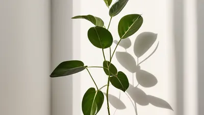 Minimal Plant Shadow phone minimal wallpaper
