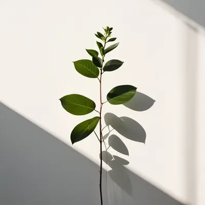 Minimal Plant Shadow tablet minimal wallpaper