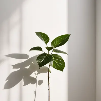 Minimal Plant Shadow tablet minimal wallpaper