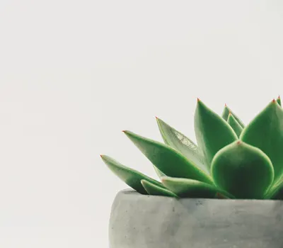 Plant succulent potted 4k minimal wallpaper