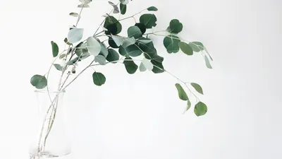 Still nature items 4k minimal wallpaper