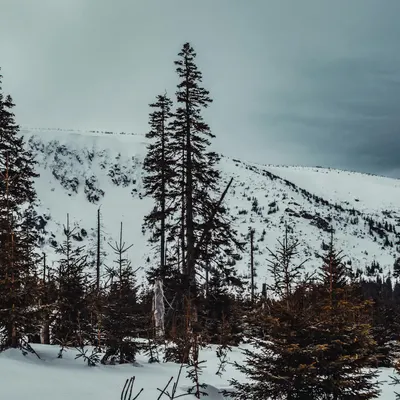 Serene winter landscape with snow and coniferous trees in Karpacz, Poland. 4k mountain wallpaper
