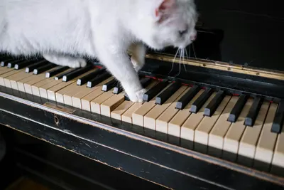 Adorable white cat walking on piano keys, showcasing curiosity and charm. 4k music wallpaper
