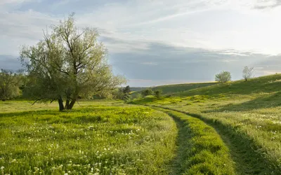 A peaceful countryside landscape featuring a lush green field and a solitary tre 4k nature wallpaper
