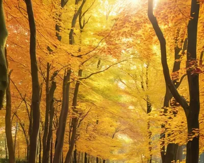 Autumn Forest Path phone nature wallpaper