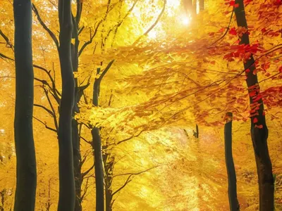 Autumn Forest Path phone nature wallpaper