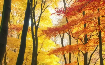 Autumn Forest Path phone nature wallpaper