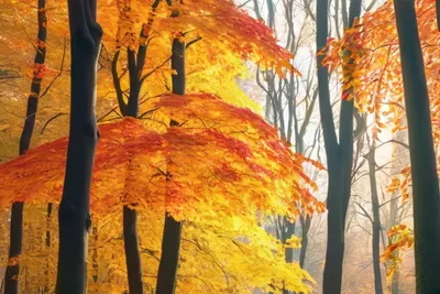 Autumn Forest Path tablet nature wallpaper