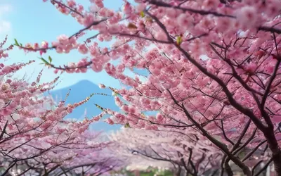 Cherry Blossom Garden phone nature wallpaper