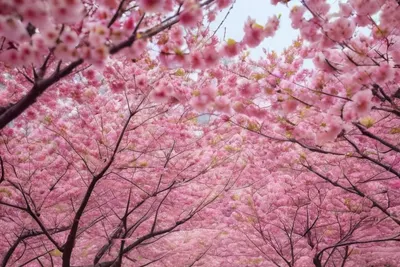Cherry Blossom Garden phone nature wallpaper