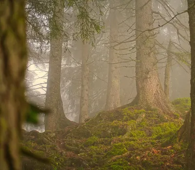 Forest fog coniferous forest 4k nature wallpaper
