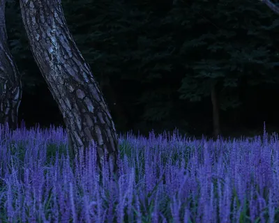 Forest tree beautiful flowers 4k nature wallpaper