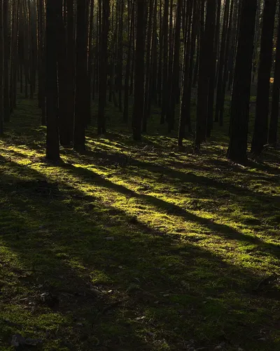 Forest trees sunlight 4k nature wallpaper