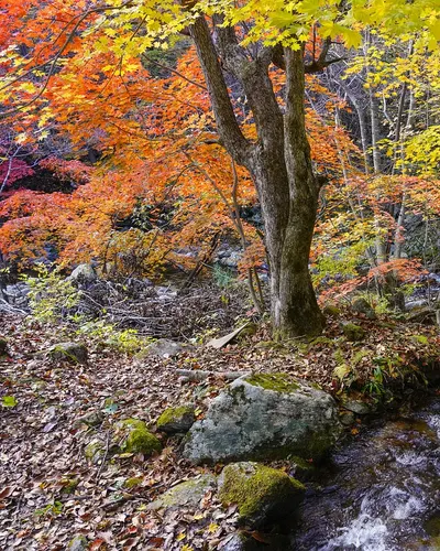 Korea autumn nature 4k nature wallpaper
