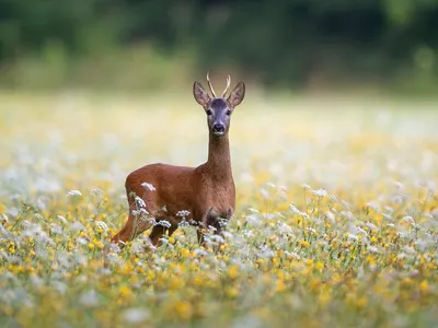 Nature deer roe deer 4k nature wallpaper