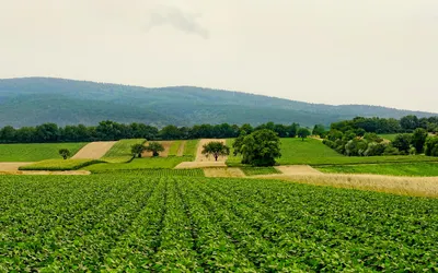 Nature fields agriculture 4k nature wallpaper