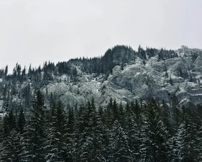 Snow-covered coniferous forest on a mountainous landscape in Vysoké Tatry, Slova 4k nature wallpaper