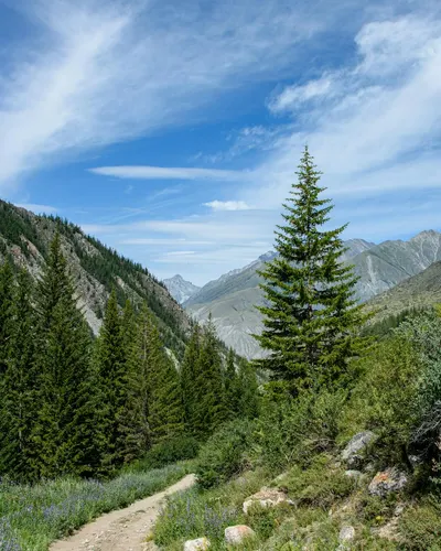 Stunning mountain landscape with lush evergreen forest and clear blue sky, ideal 4k nature wallpaper