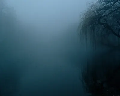 The fog darkness nature 4k nature wallpaper