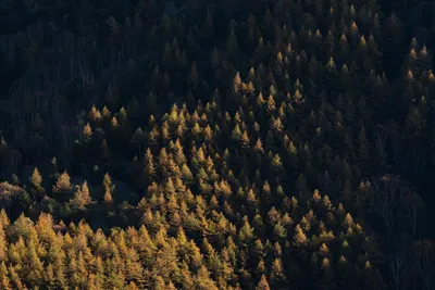 Trees nature landscape 4k nature wallpaper