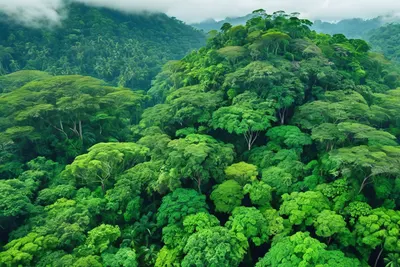 Tropical Rainforest Canopy 4k nature wallpaper