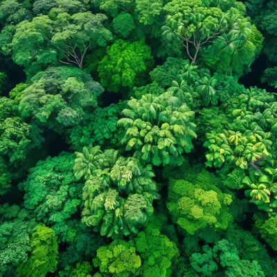 Tropical Rainforest Canopy phone nature wallpaper