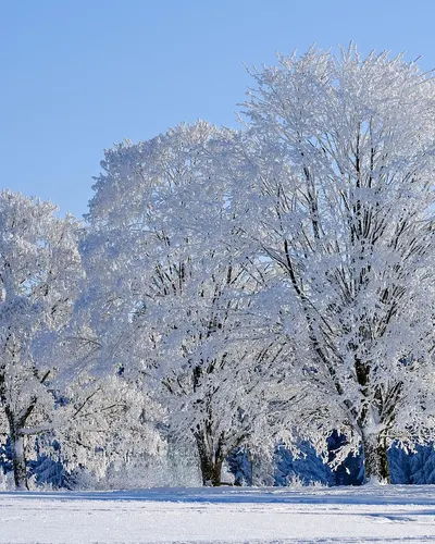 Winter snow trees 4k nature wallpaper