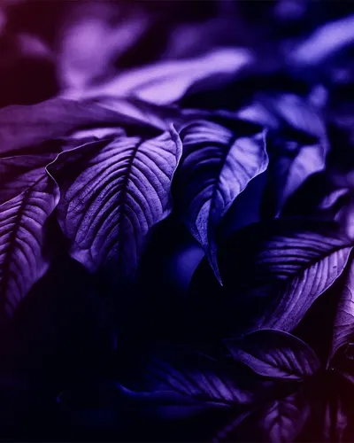 Neon leaves forest 4k neon wallpaper