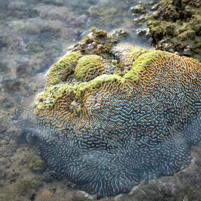 A colorful brain coral reef visible during low tide on a Vietnamese coastline. 4k ocean wallpaper