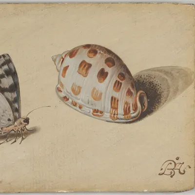 An Arrowhead Blue Butterfly and a Scotch Bonnet Sea Shell hd ocean wallpaper