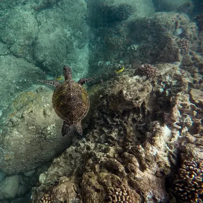 Animals nature coral 4k ocean wallpaper