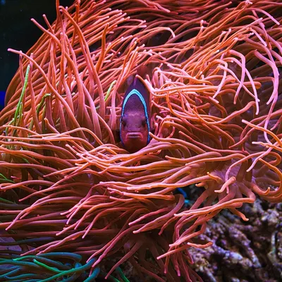 Aquarium coral fish nemo 4k ocean wallpaper