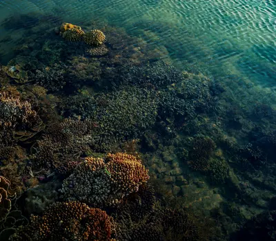 Beautiful coral reef underwater, vibrant marine life ecosystem. 4k ocean wallpaper