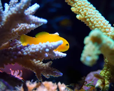 Coral nature reef 4k ocean wallpaper