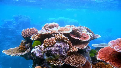 Coral Outcrop Flynn Reef 4k ocean wallpaper