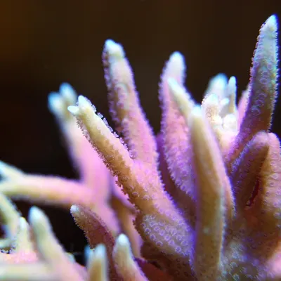 Coral pink natural 4k ocean wallpaper