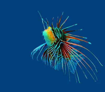 Coral reef fish hd ocean wallpaper