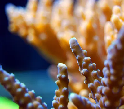 Coral reef sea 4k ocean wallpaper