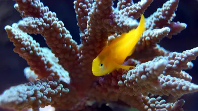 Coral reef sea 4k ocean wallpaper