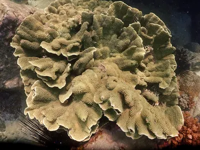 Corals coral reef underwater 4k ocean wallpaper